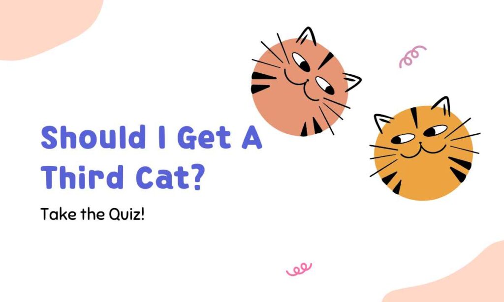 Should I Get A Third Cat? quiz