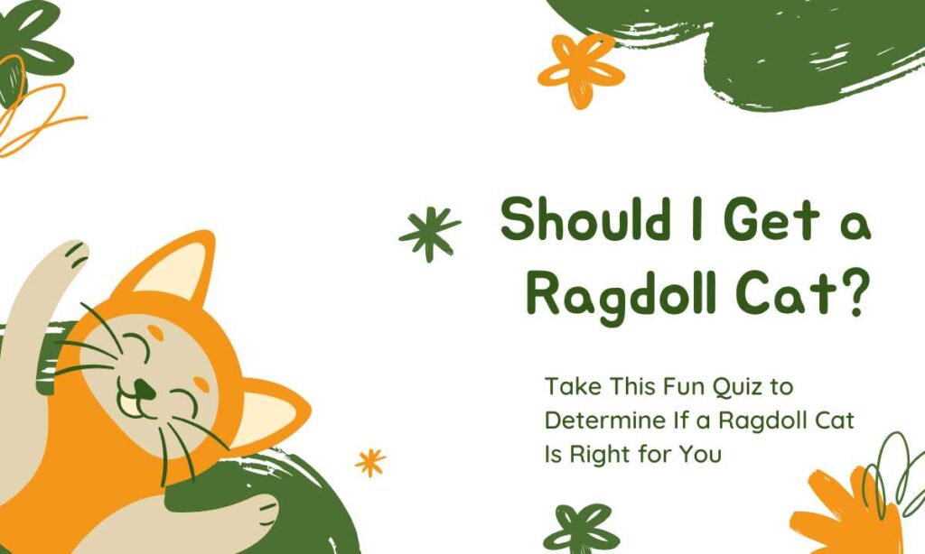 Should I Get a Ragdoll Cat? quiz