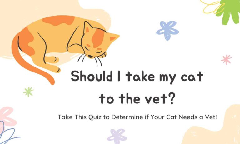 Should I Take My Cat To The Vet? Take This Quiz to Determine