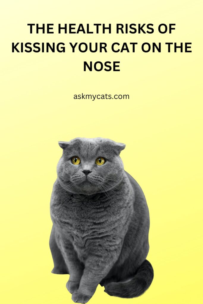 The Health Risks Of Kissing Your Cat On The Nose