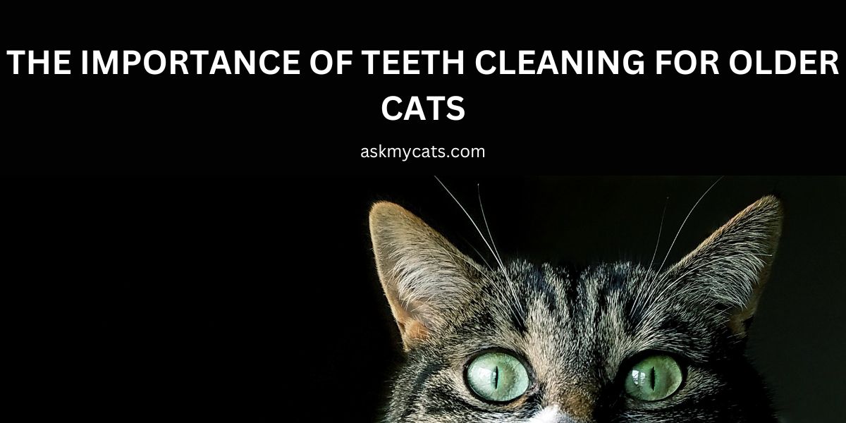 The Importance of Teeth Cleaning for Older Cats