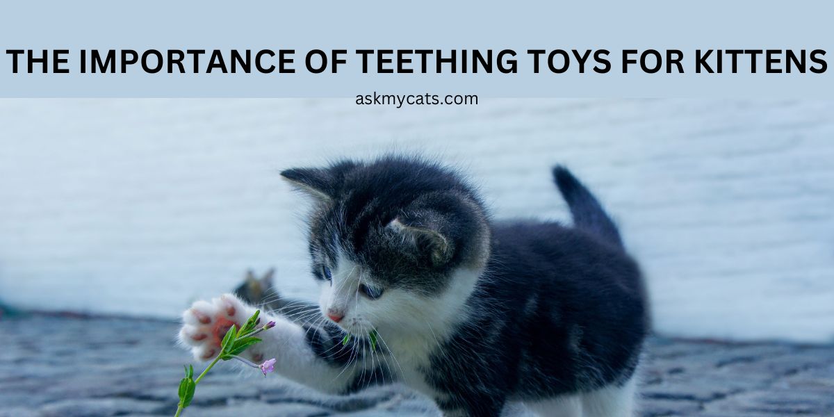 The Importance of Teething Toys for Kittens