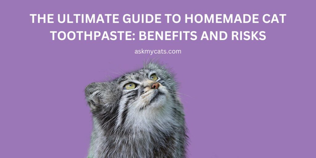 The Ultimate Guide to Homemade Cat Toothpaste Benefits and Risks