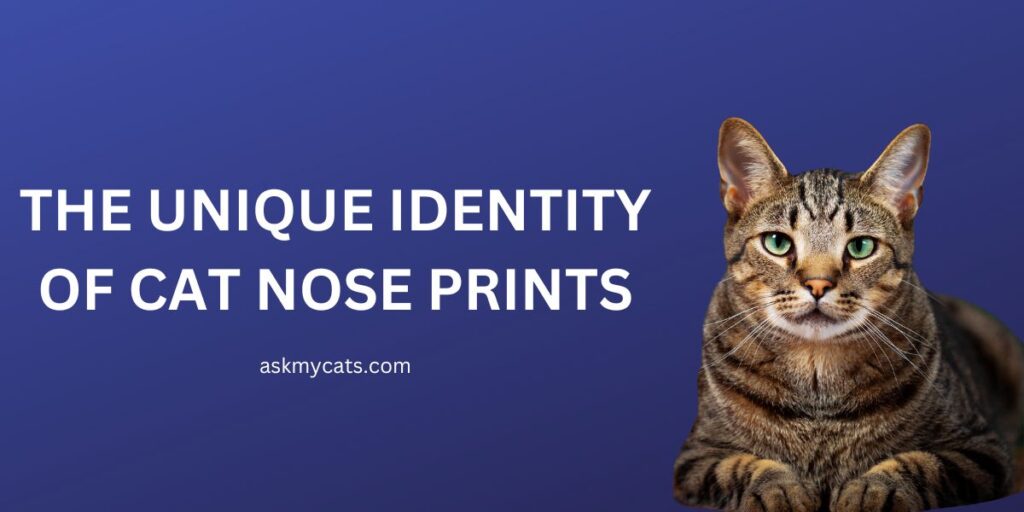 The Unique Identity of Cat Nose Prints