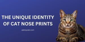 Cat Nose Prints: A Journey into the Feline Identity