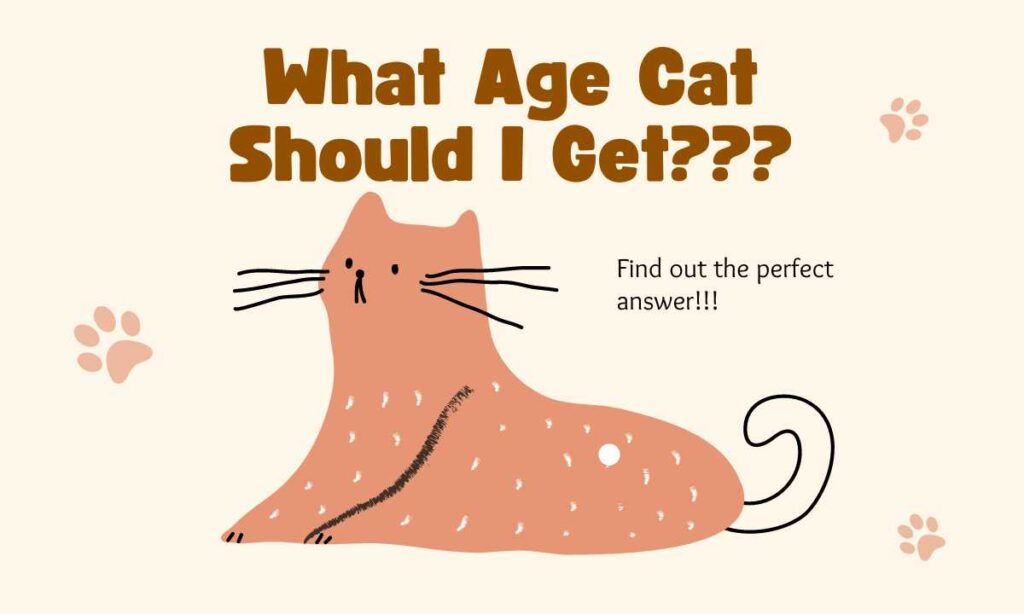 What Age Cat Should I Get? Quiz