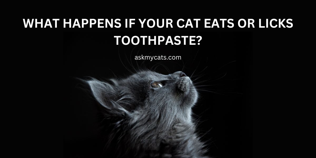 What Happens If Your Cat Eats Or Licks Toothpaste?
