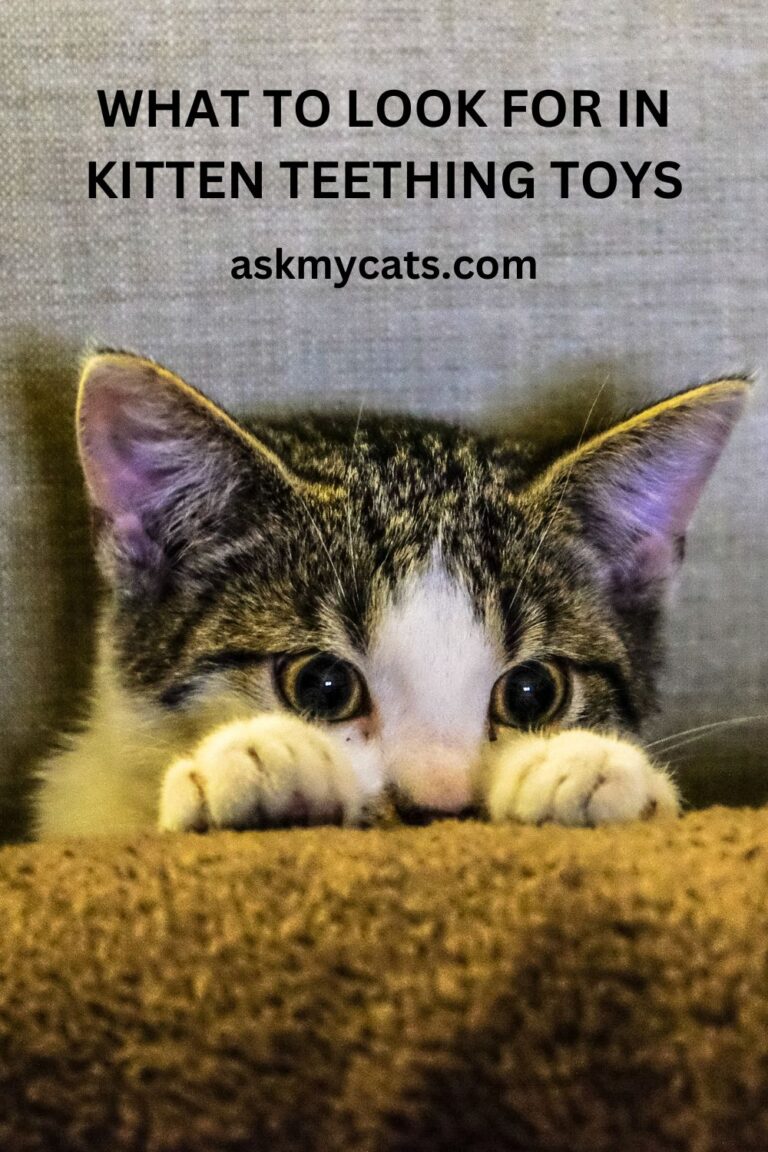 The Importance of Teething Toys for Kittens