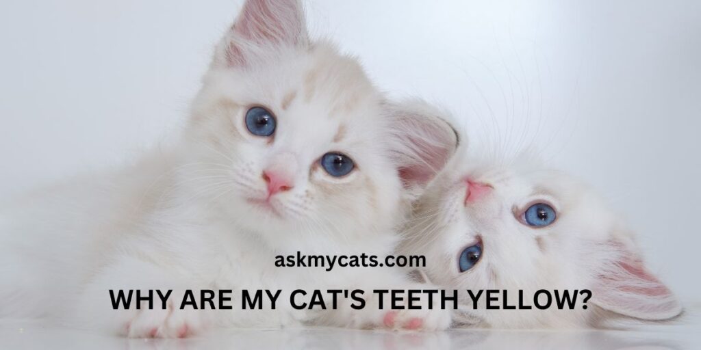 Why Are My Cat's Teeth Yellow
