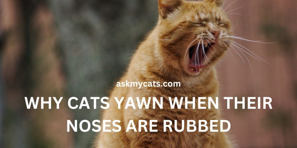 Why Cats Yawn When Their Noses Are Rubbed