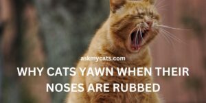 Why Cats Yawn When Their Noses Are Rubbed?