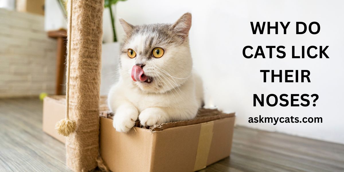 Why Do Cats Lick Their Noses? Find Out The Hidden Meaning
