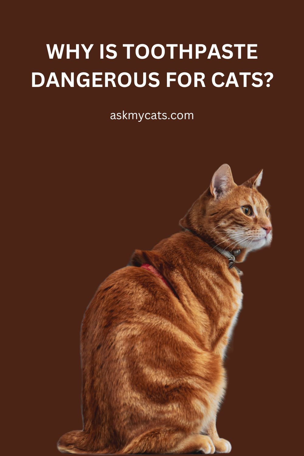 What Happens If Your Cat Eats Or Licks Toothpaste?