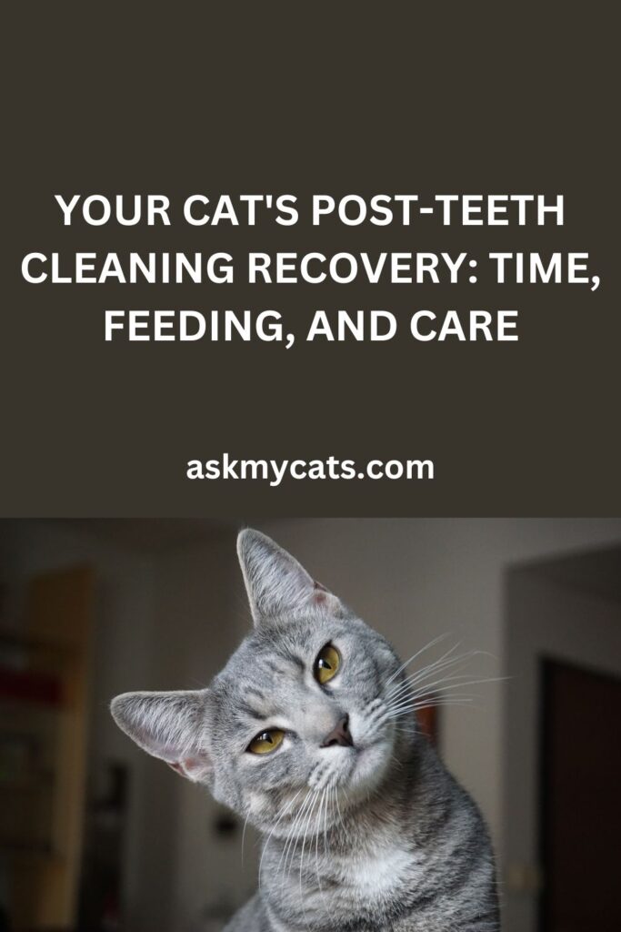 Your Cat's Post-Teeth Cleaning Recovery Time, Feeding, and Care