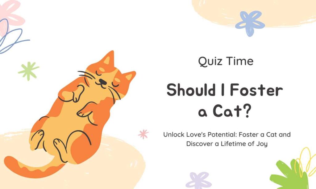 should i foster a cat? quiz
