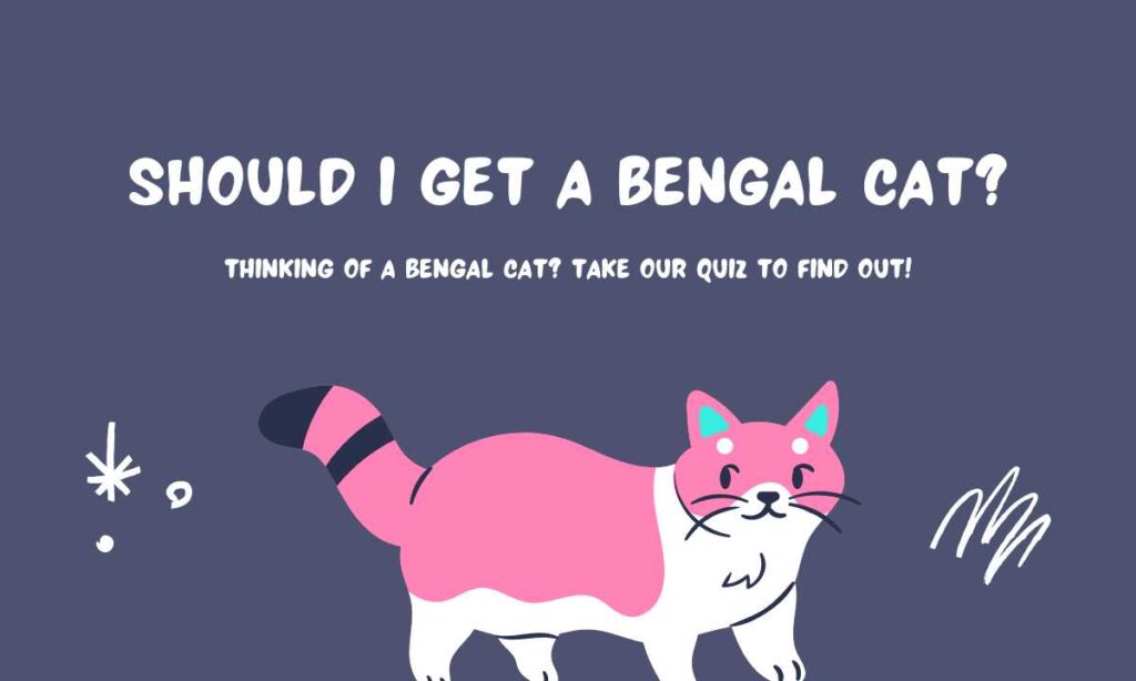 should i get a bengal cat quiz