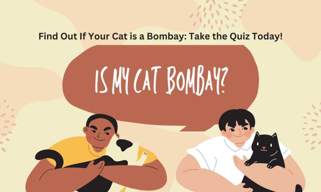 Is my cat Bombay? quiz