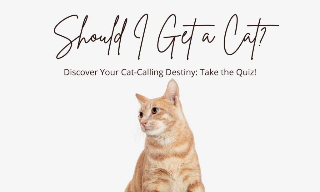 Should I Get a Cat? quiz