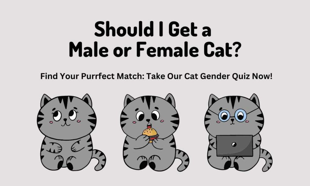 Should I Get a Male or Female Cat? quiz