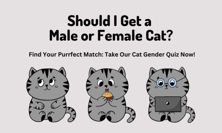 Quiz Time: Should I Get a Male or Female Cat?