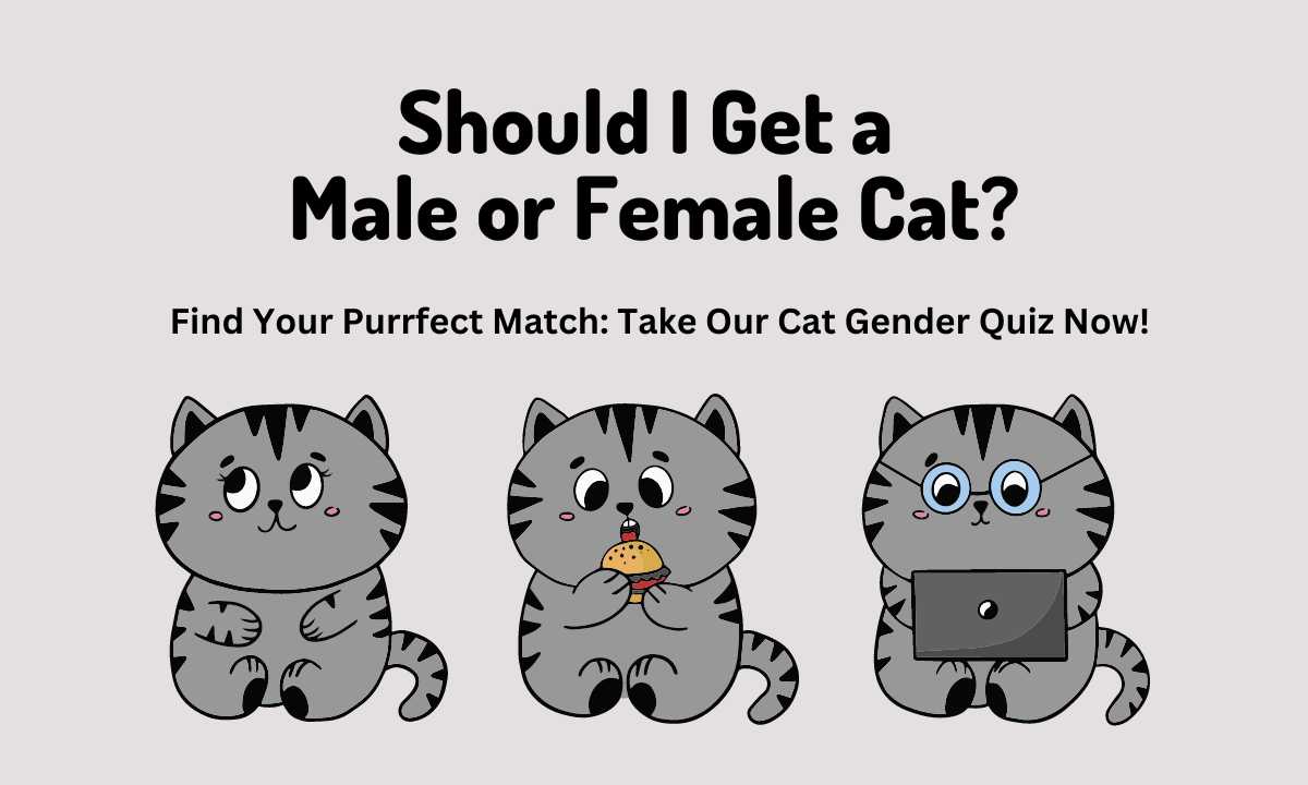 Should I Get a Male or Female Cat quiz
