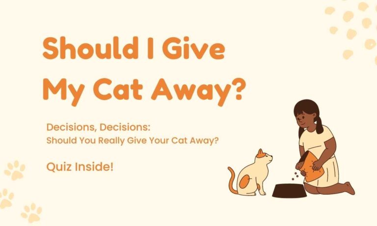 Take the Quiz: Should I Give My Cat Away?