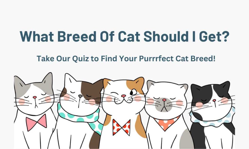 What Breed of Cat Should I Get quiz
