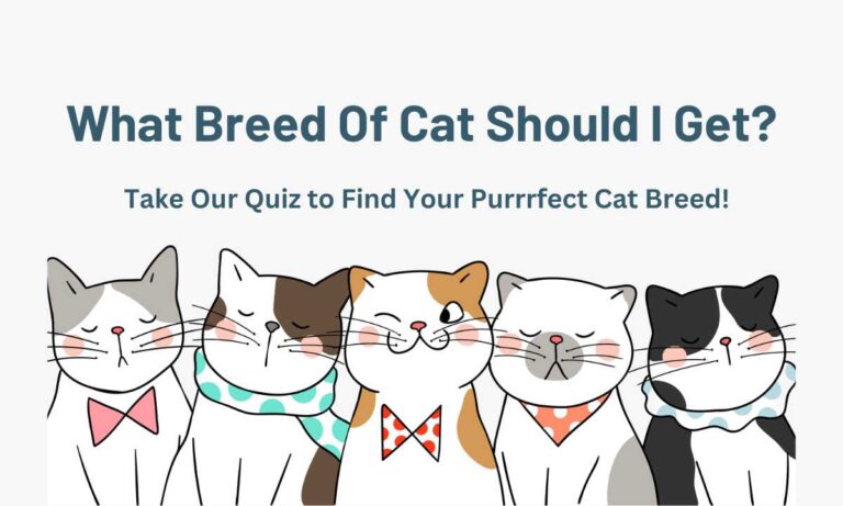 Quiz Time: What Breed Of Cat Should I Get?