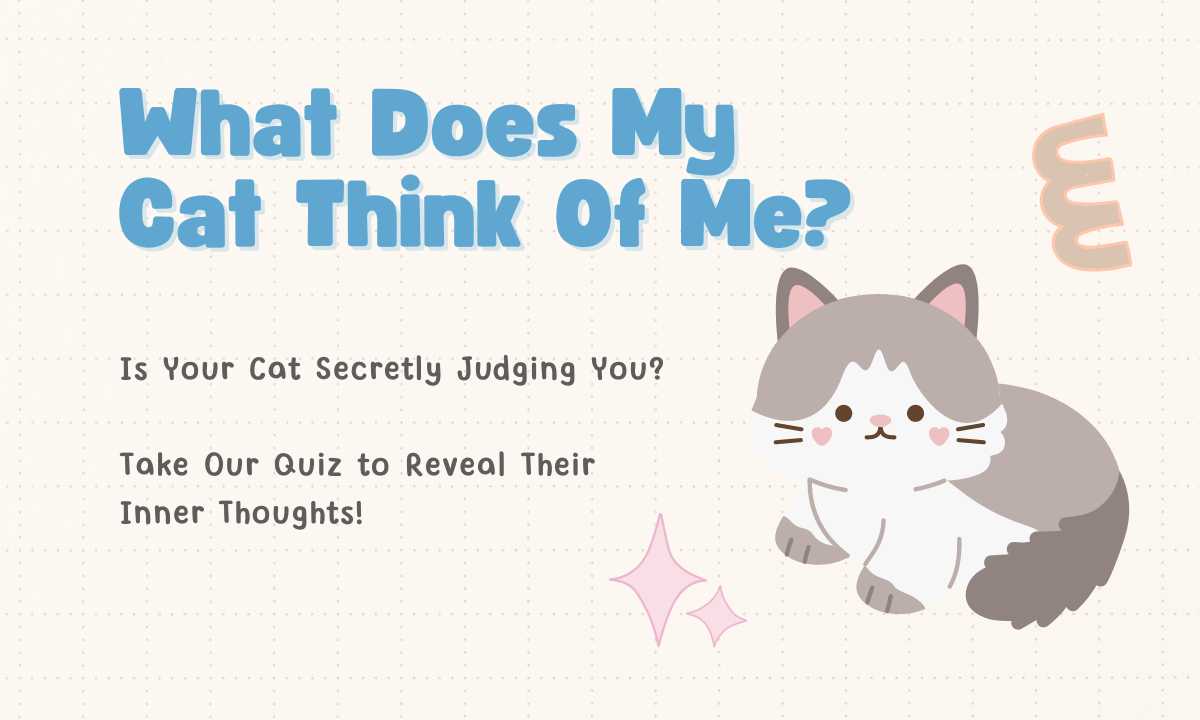 What Does My Cat Think Of Me quiz