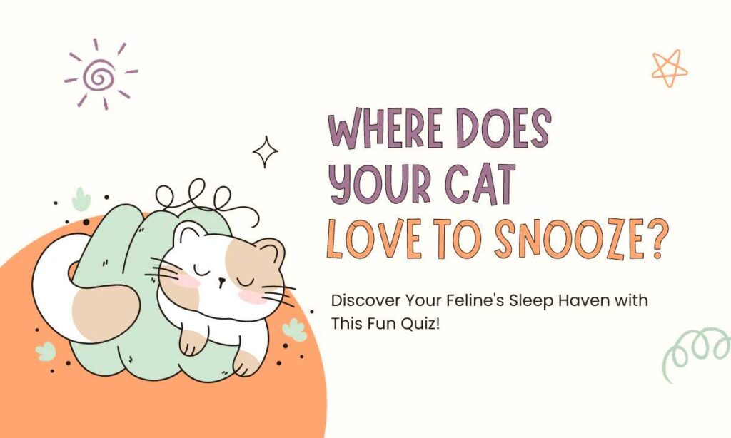 What's your cat's favorite place to sleep?