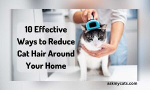 10 Effective Ways to Reduce Cat Hair Around Your Home