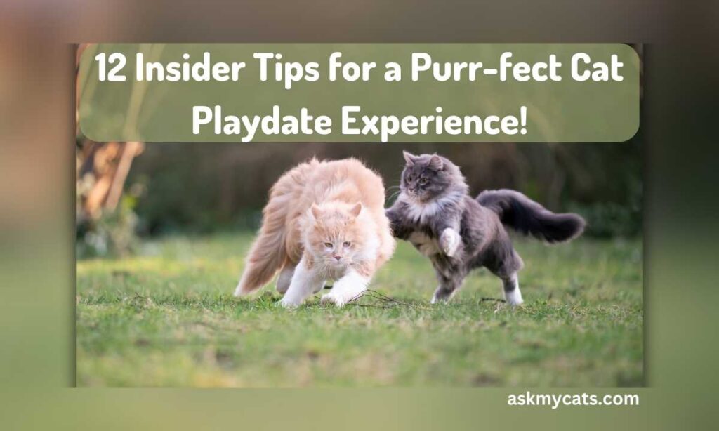 12 Insider Tips for a Purr fect Cat Playdate Experience