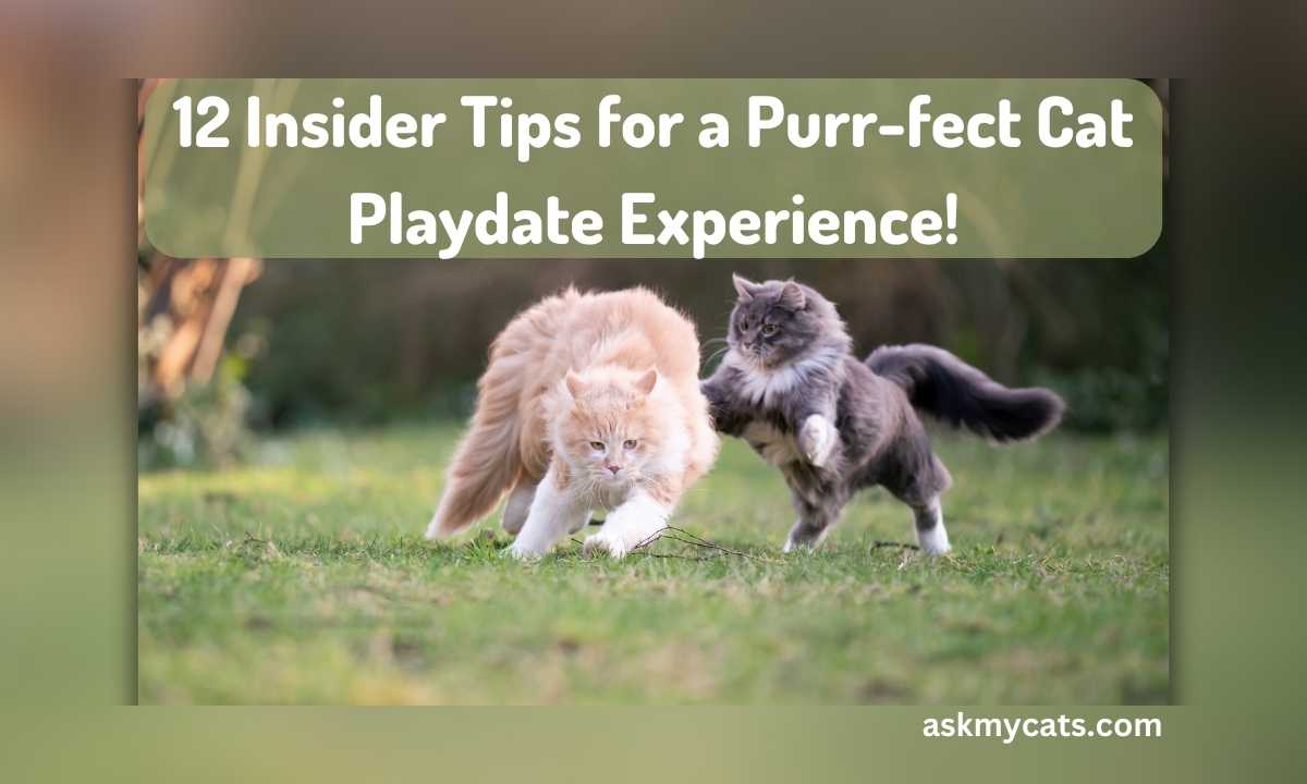 10+ Proven Tips for Epic Cat Playdates Every Time!