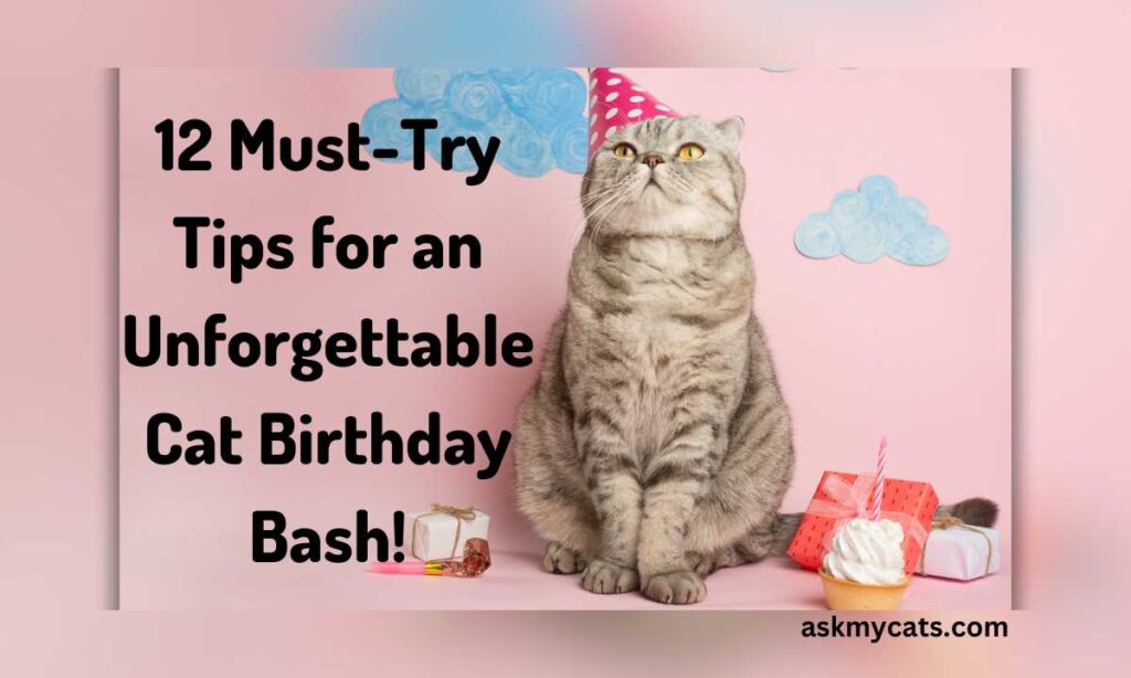 12 Must Try Tips for an Unforgettable Cat Birthday Bash