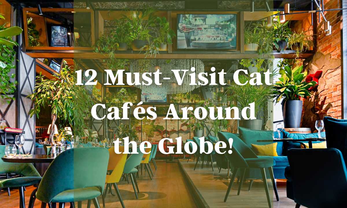 12 Must-Visit Cat Cafés Around the Globe!