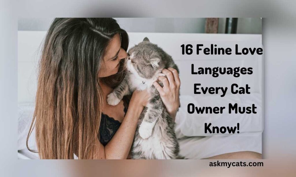 16 Feline Love Languages Every Cat Owner Must Know