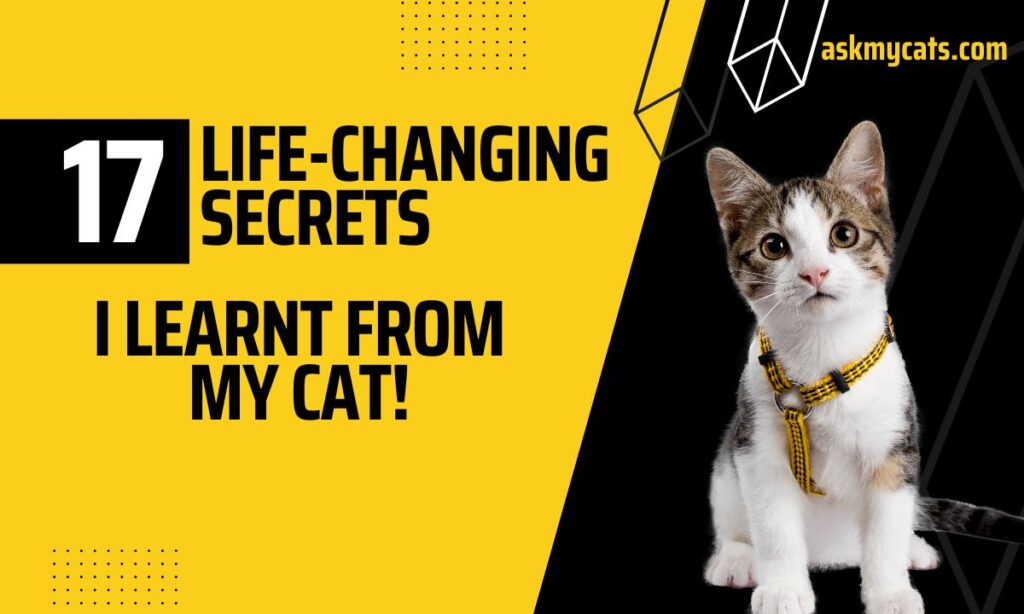 17 Life-Changing Secrets I Learnt from My Cat