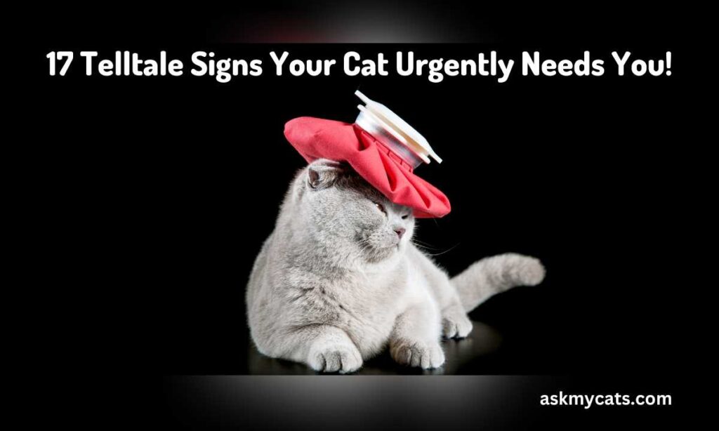 17 Telltale Signs Your Cat Urgently Needs You