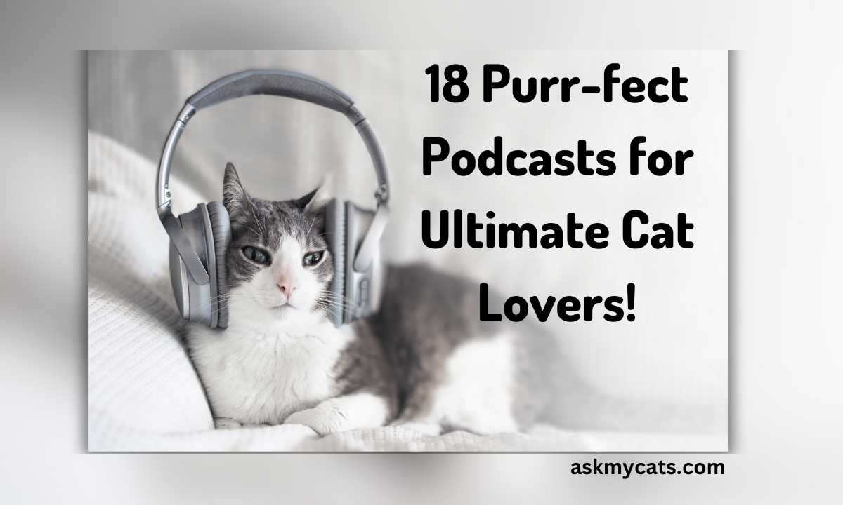 Top 16 Cat Podcasts Every Feline Fan Must Hear