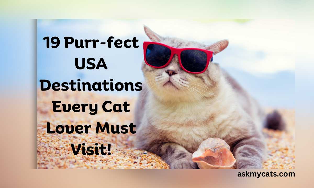 19 Purr-fect US Destinations Every Cat Lover Must Visit!