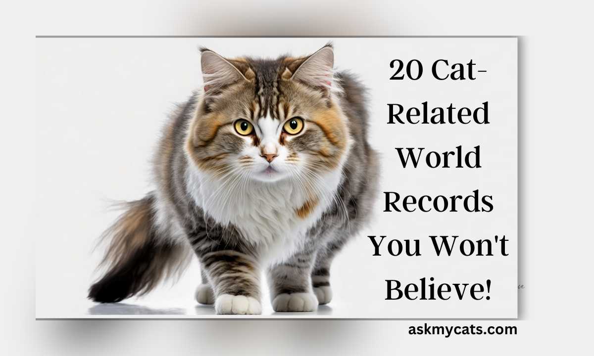 20 Cat-Related World Records You Won’t Believe!