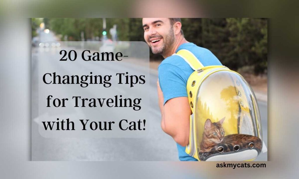 20 Game Changing Tips for Traveling with Your Cat