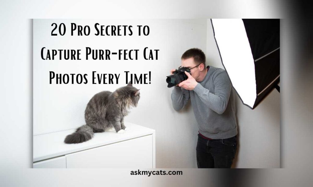 20 Pro Secrets to Capture Purr fect Cat Photos Every Time