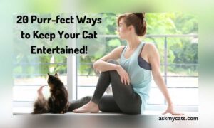 20 Ways to Keep Your Indoor Cat Entertained!