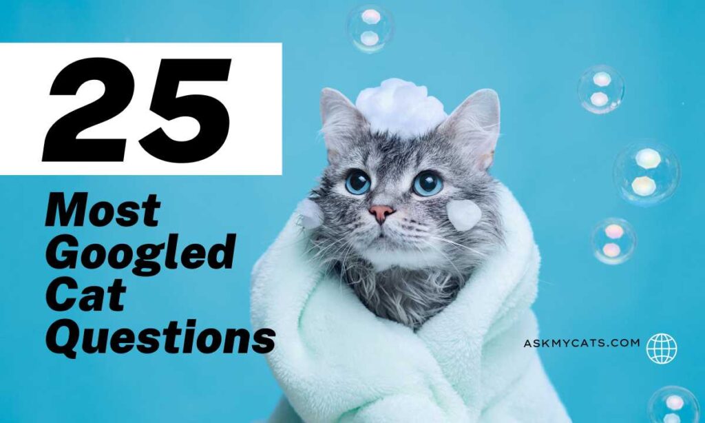 25 Most Googled Cat Questions: (With Answers!)