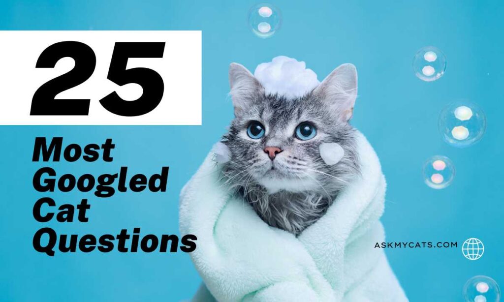 25 Most Googled Cat Questions (With Answers!) 2024