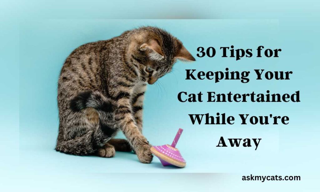 30 Tips for Keeping Your Cat Entertained While Youre Away