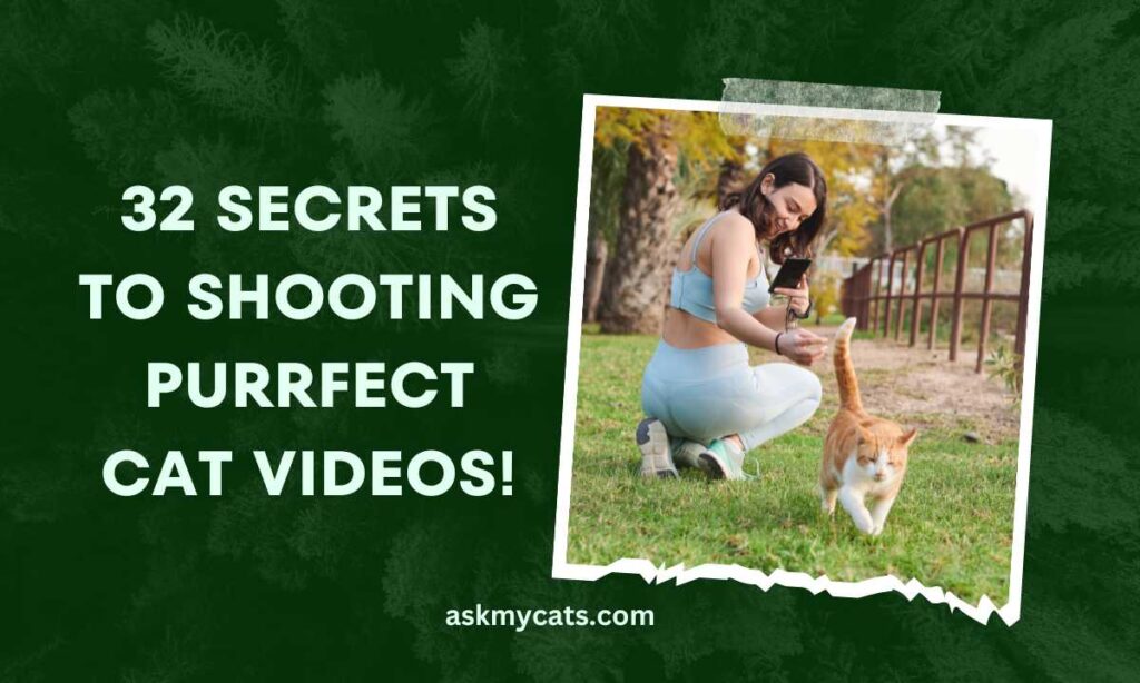 32 Secrets to Shooting Purrfect Cat Videos