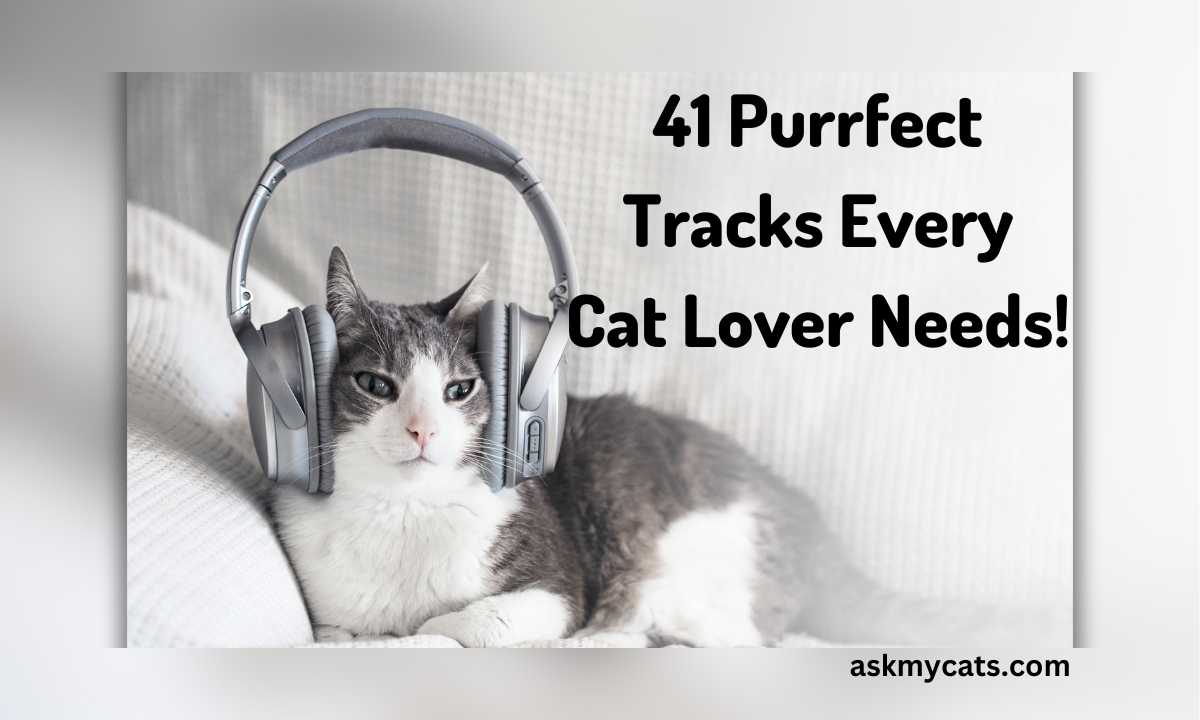 41 Cat-Themed Songs to Add to Your Playlist