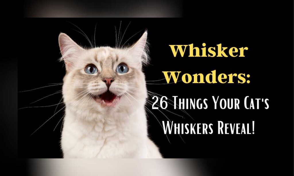 Whisker Wonders 26 Things Your Cats Whiskers Reveal